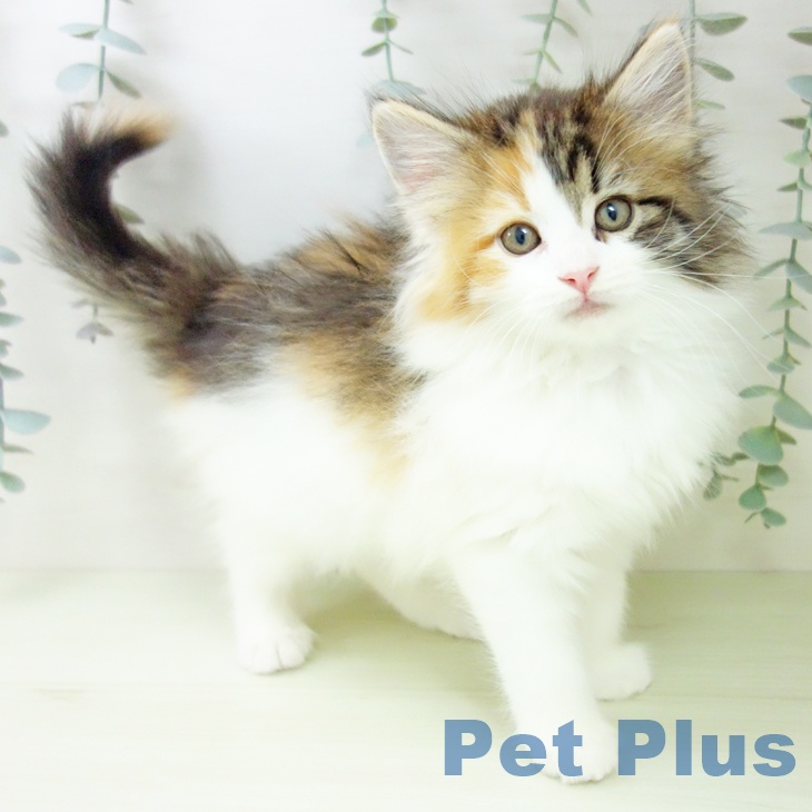 ノルウェージャンフォレストキャット