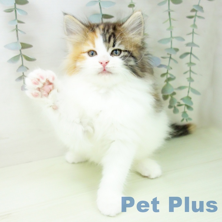 ノルウェージャンフォレストキャットの写真2