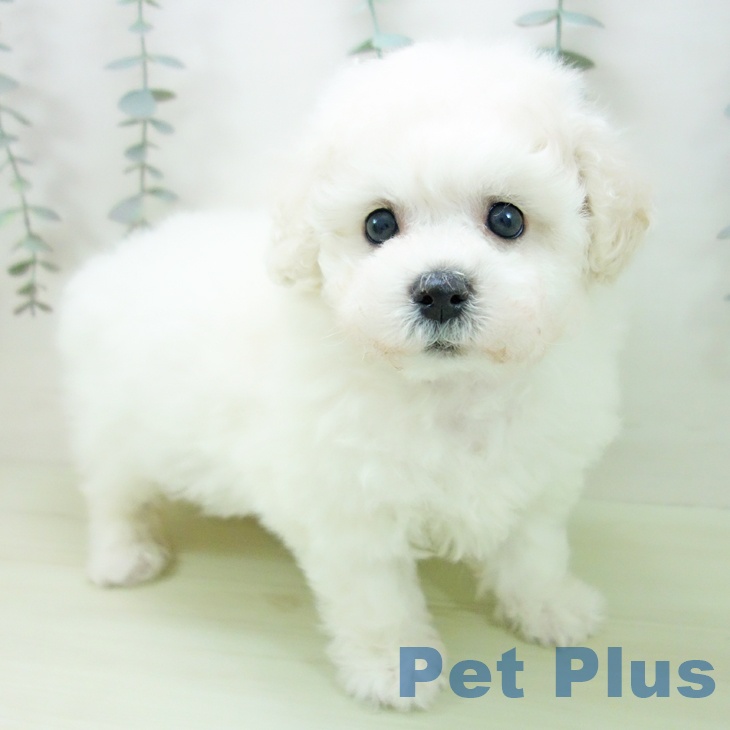 石川県のビションフリーゼ (ペットプラス かほく店/2026年2月7日生まれ/女の子/ホワイト)の子犬の1枚目の画像