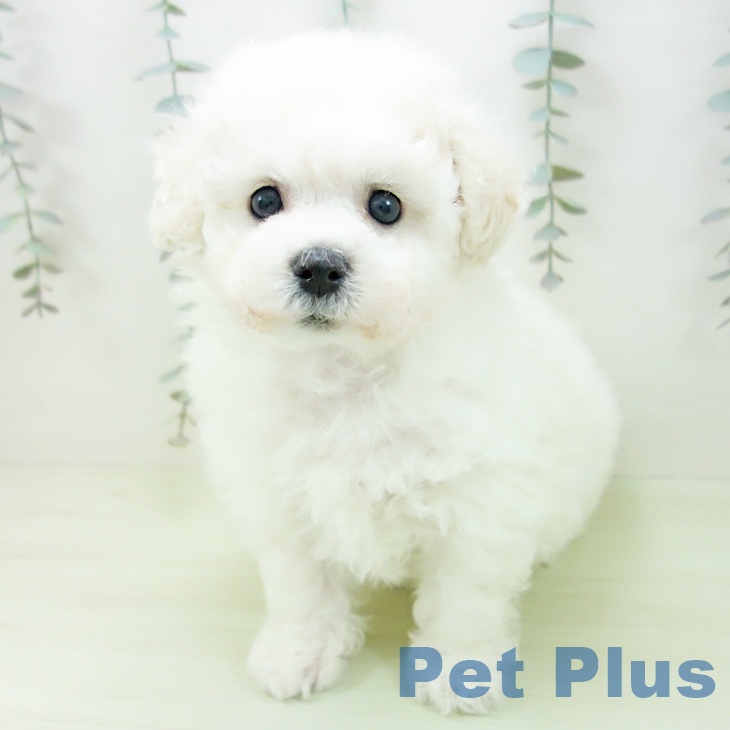 石川県のビションフリーゼ (ペットプラス かほく店/2026年2月7日生まれ/女の子/ホワイト)の子犬の2枚目の画像