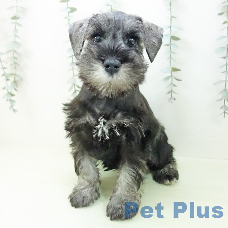 ミニチュア・シュナウザーの写真2