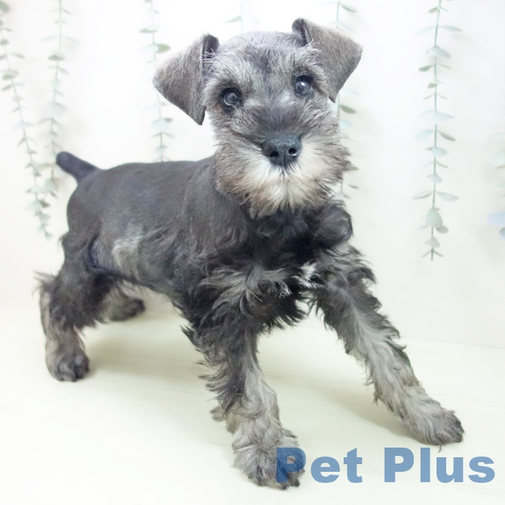 ミニチュア・シュナウザー