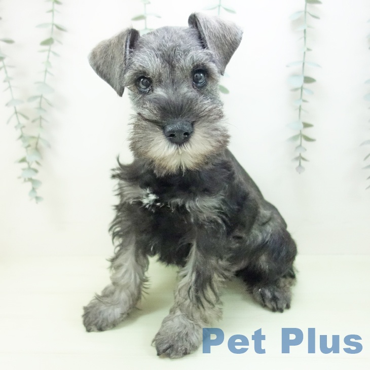 ミニチュア・シュナウザーの写真2