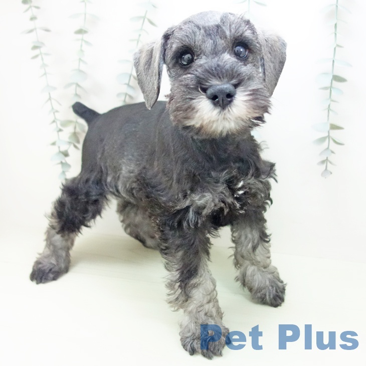 ミニチュア・シュナウザー