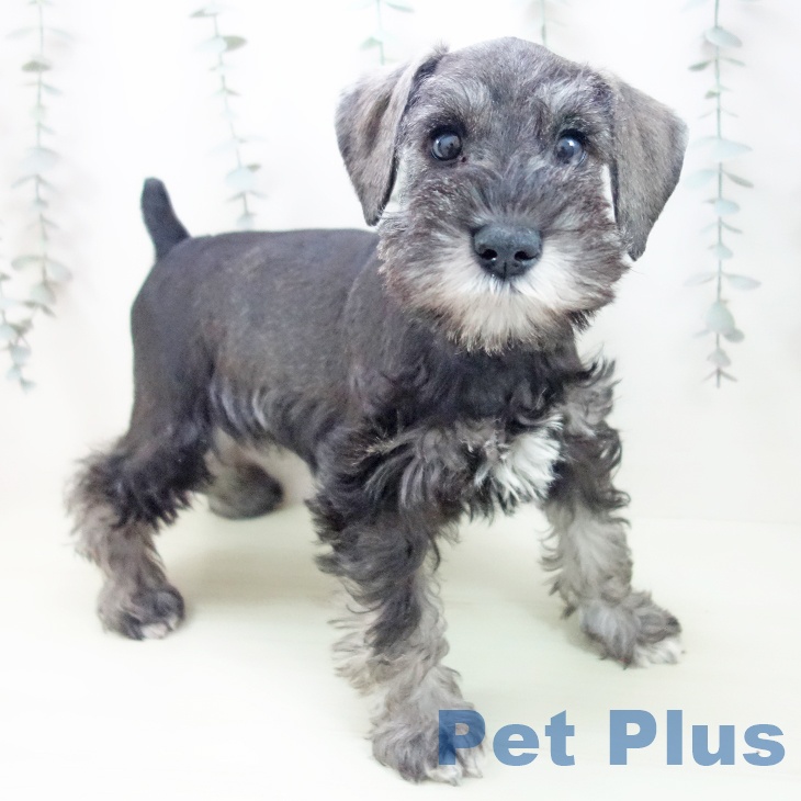 愛知県のミニチュアシュナウザー (ペットプラス mozoワンダーシティ店/2026年2月8日生まれ/女の子/ソルトペッパー)の子犬の1枚目の画像