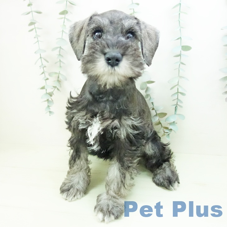 愛知県のミニチュアシュナウザー (ペットプラス mozoワンダーシティ店/2026年2月8日生まれ/女の子/ソルトペッパー)の子犬の2枚目の画像