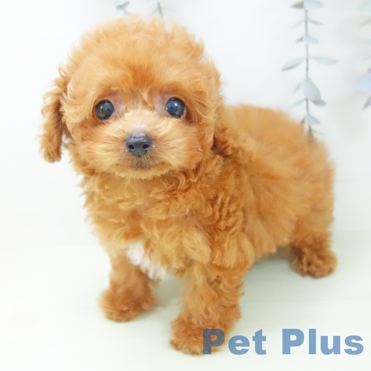愛知県のトイプードル(トイ) (ペットプラス 岡崎店/2026年2月3日生まれ/男の子/レッド)の子犬の1枚目の画像