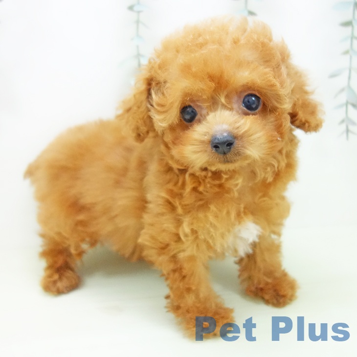 愛知県のトイプードル(トイ) (ペットプラス 岡崎店/2026年2月3日生まれ/男の子/レッド)の子犬の2枚目の画像