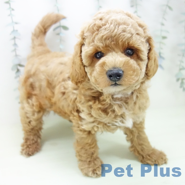 トイ・プードル