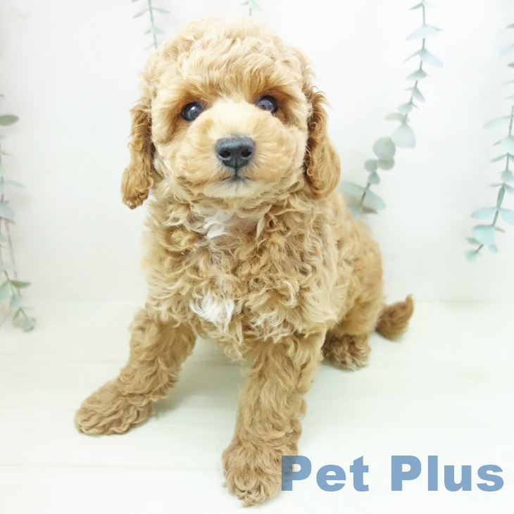 トイ・プードルの写真2