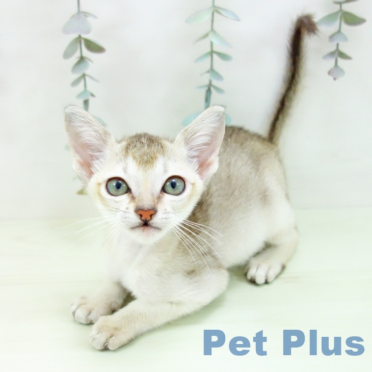 シンガプーラの写真2