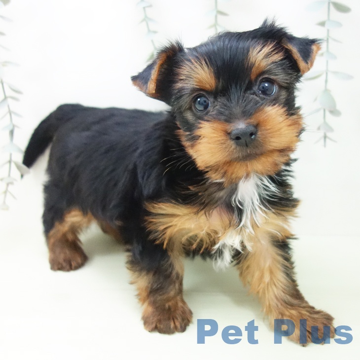石川県のヨークシャーテリア (ペットプラス 新小松店/2026年2月8日生まれ/男の子/スチールブルータン)の子犬の1枚目の画像