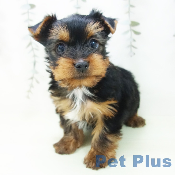 石川県のヨークシャーテリア (ペットプラス 新小松店/2026年2月8日生まれ/男の子/スチールブルータン)の子犬の2枚目の画像