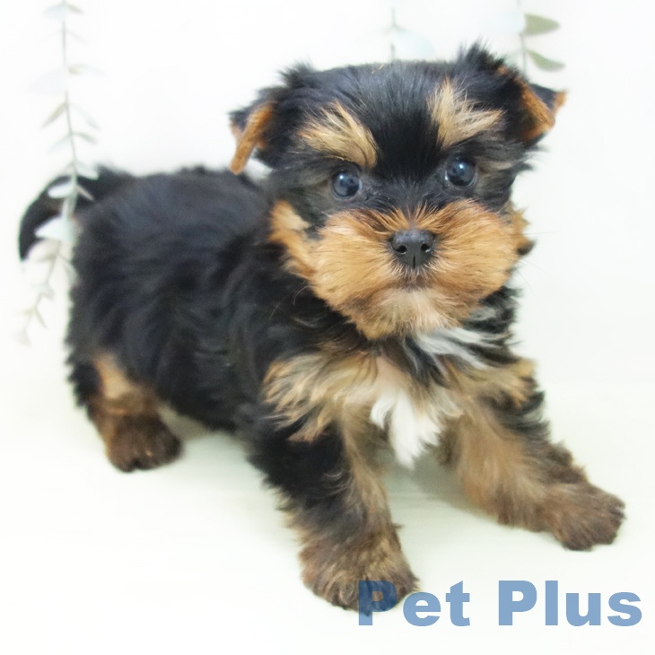 ヨークシャー・テリア