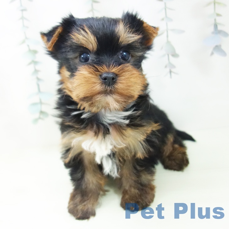 ヨークシャー・テリアの写真2