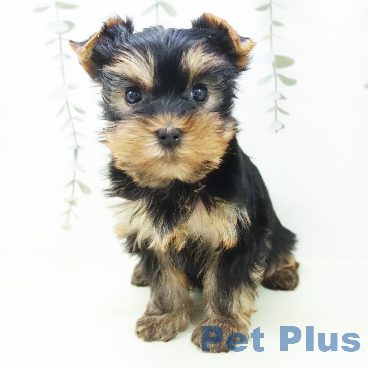 三重県のヨークシャーテリア (ペットプラス 鈴鹿店/2026年2月8日生まれ/女の子/スチールブルータン)の子犬