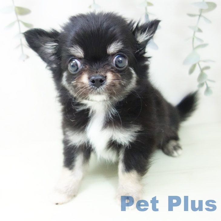 愛知県のチワワ(ロング) (ペットプラス mozoワンダーシティ店/2026年1月31日生まれ/男の子/ブラッククリームホワイト)の子犬