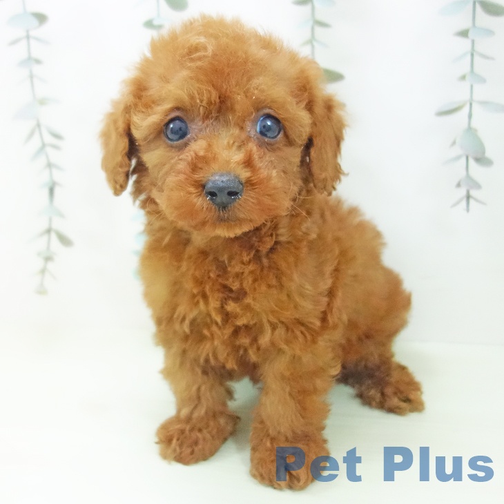 トイ・プードル