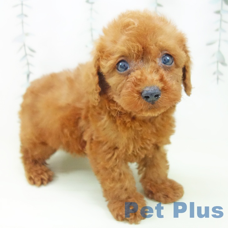 トイ・プードル