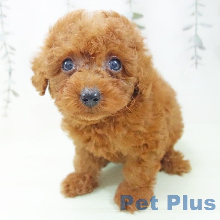 三重県のトイプードル(トイ) (ペットプラス 鈴鹿店/2026年2月9日生まれ/男の子/レッド)の子犬