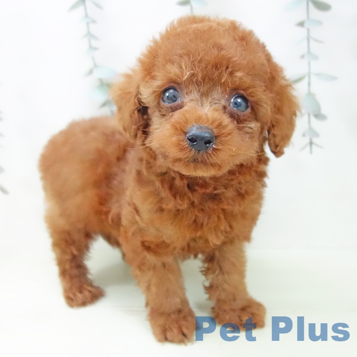 トイ・プードル