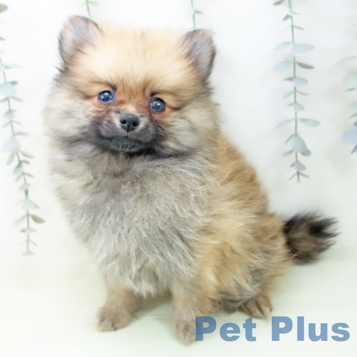 ポメラニアンの写真2