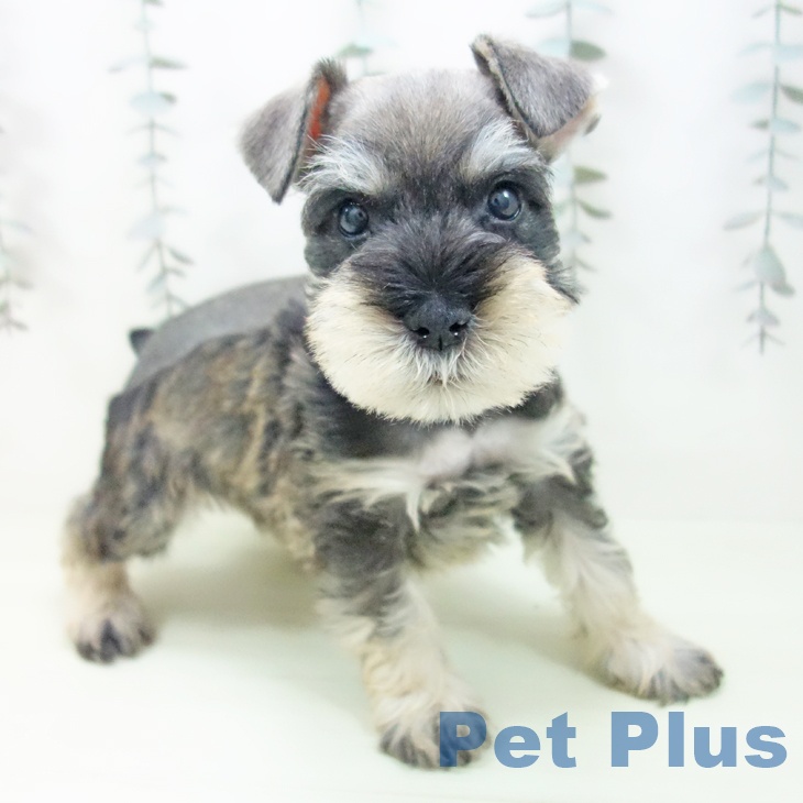 ミニチュア・シュナウザー