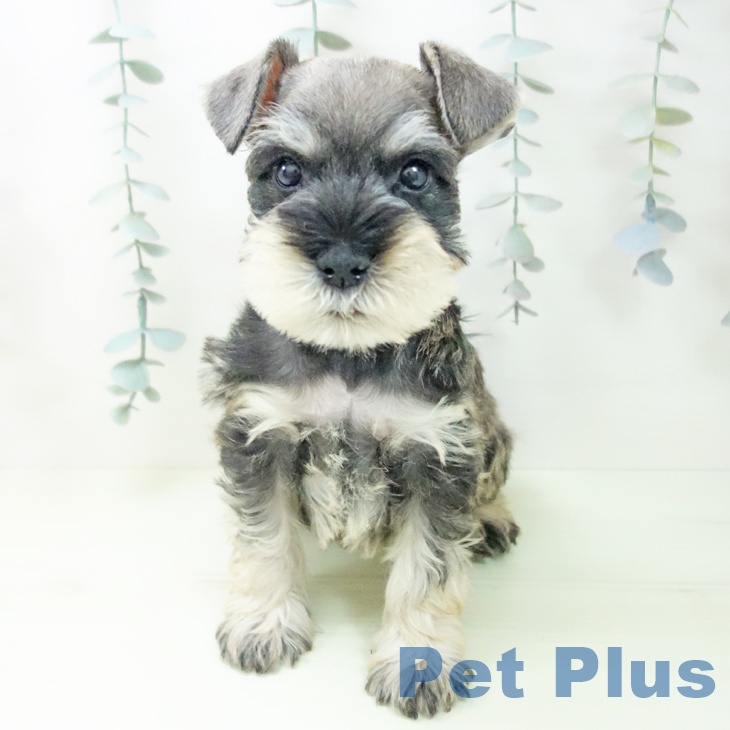 ミニチュア・シュナウザーの写真2