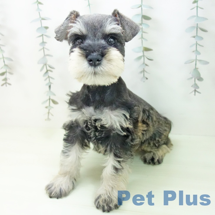 ミニチュア・シュナウザー