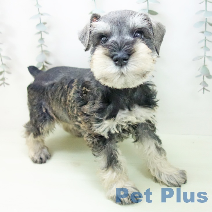 ミニチュア・シュナウザー