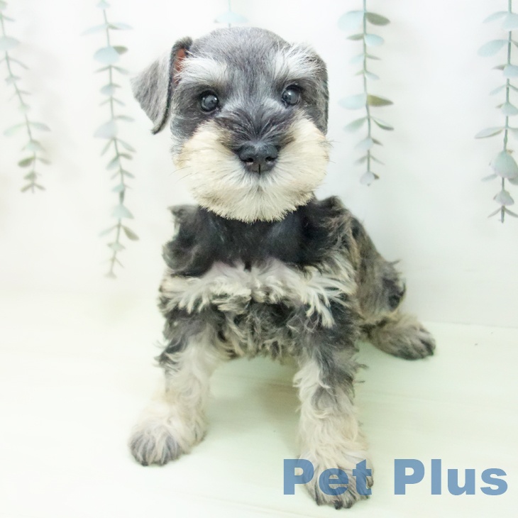 ミニチュア・シュナウザーの写真2