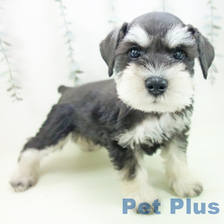 ミニチュア・シュナウザー