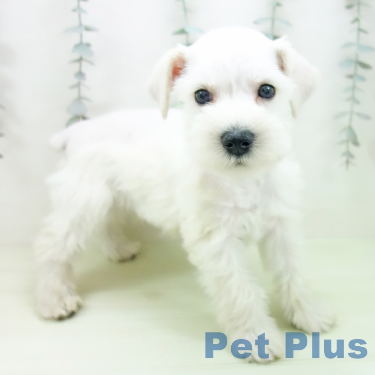 ミニチュア・シュナウザー