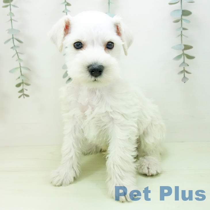 ミニチュア・シュナウザーの写真2