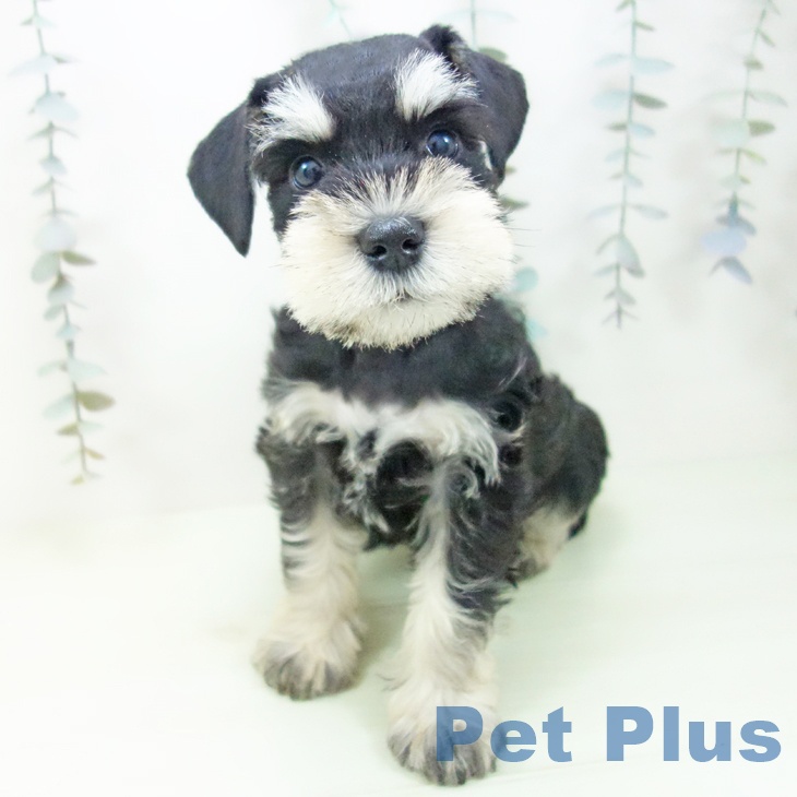 ミニチュア・シュナウザー