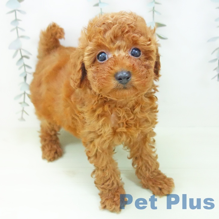 トイ・プードル