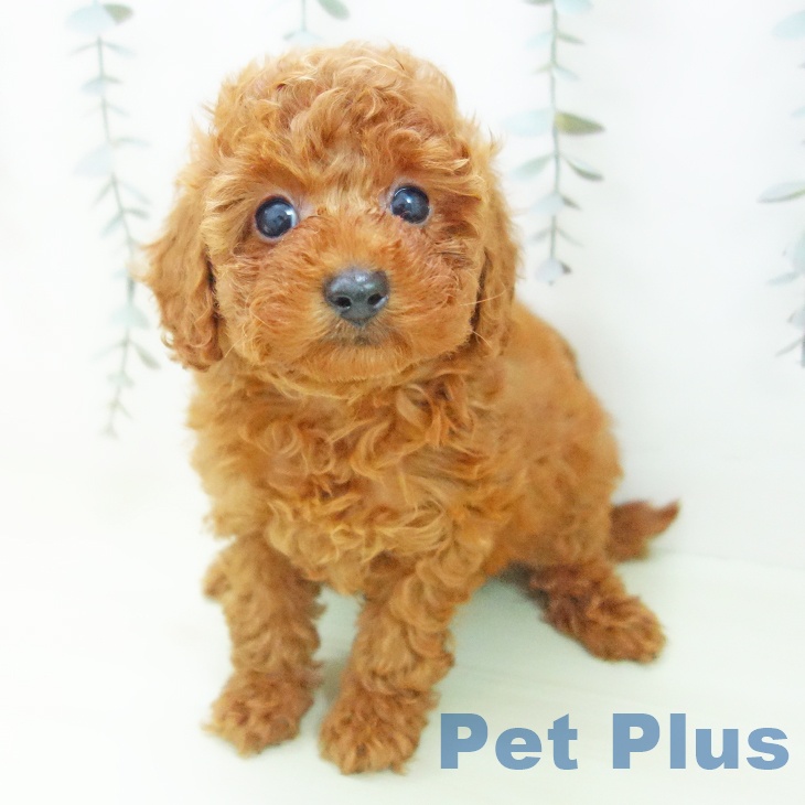 トイ・プードル