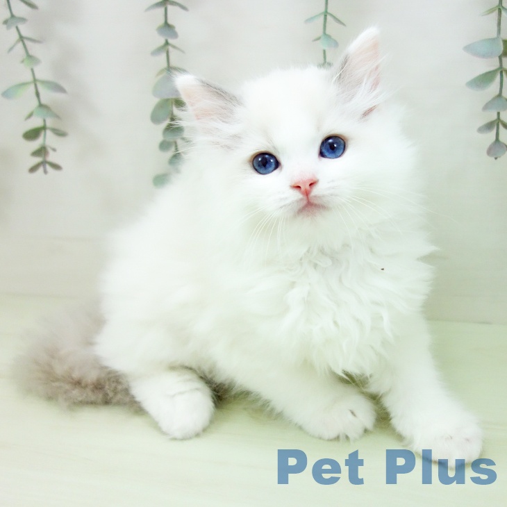 ラグドールの写真2