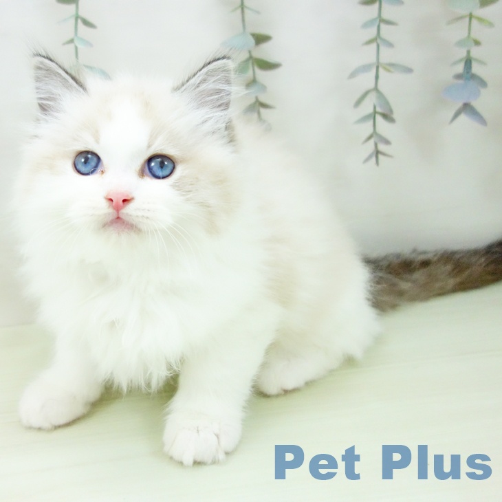 ラグドールの写真2