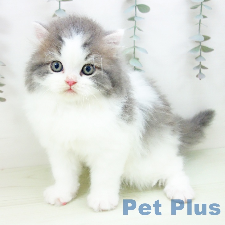 スコティッシュフォールドの写真2