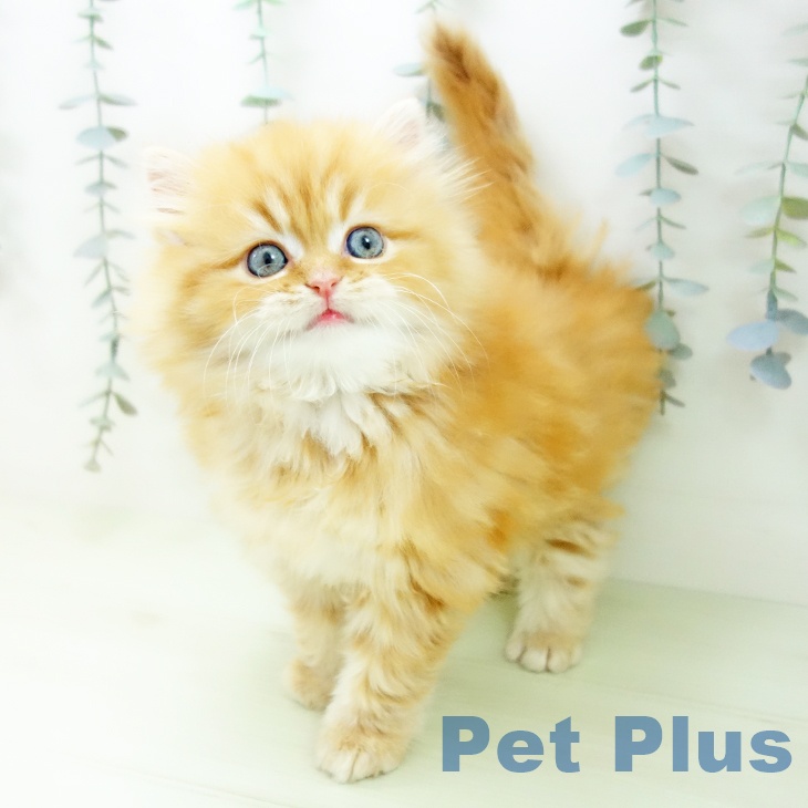 スコティッシュフォールド