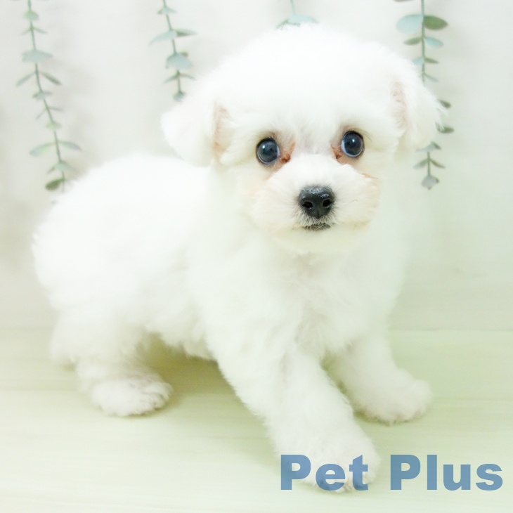 東京都のビションフリーゼ (ペットプラス アクアシティお台場店/2026年2月1日生まれ/女の子/ホワイト)の子犬