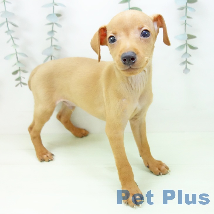 ミニチュア・ピンシャー