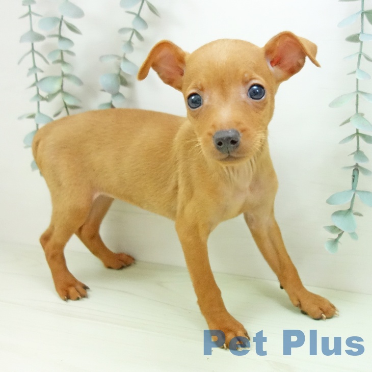 埼玉県のミニチュアピンシャー (ペットプラス ららぽーと富士見店/2026年2月11日生まれ/女の子/レッド)の子犬の1枚目の画像