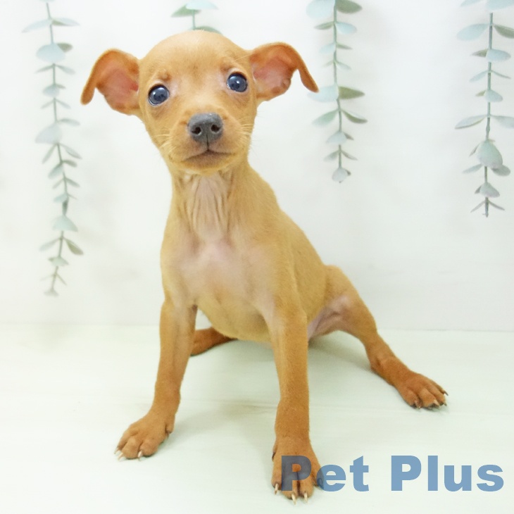 埼玉県のミニチュアピンシャー (ペットプラス ららぽーと富士見店/2026年2月11日生まれ/女の子/レッド)の子犬の2枚目の画像