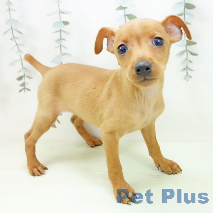 千葉県のミニチュアピンシャー (ペッツワン 千葉ニュータウン店/2026年2月11日生まれ/女の子/レッド)の子犬の1枚目の画像