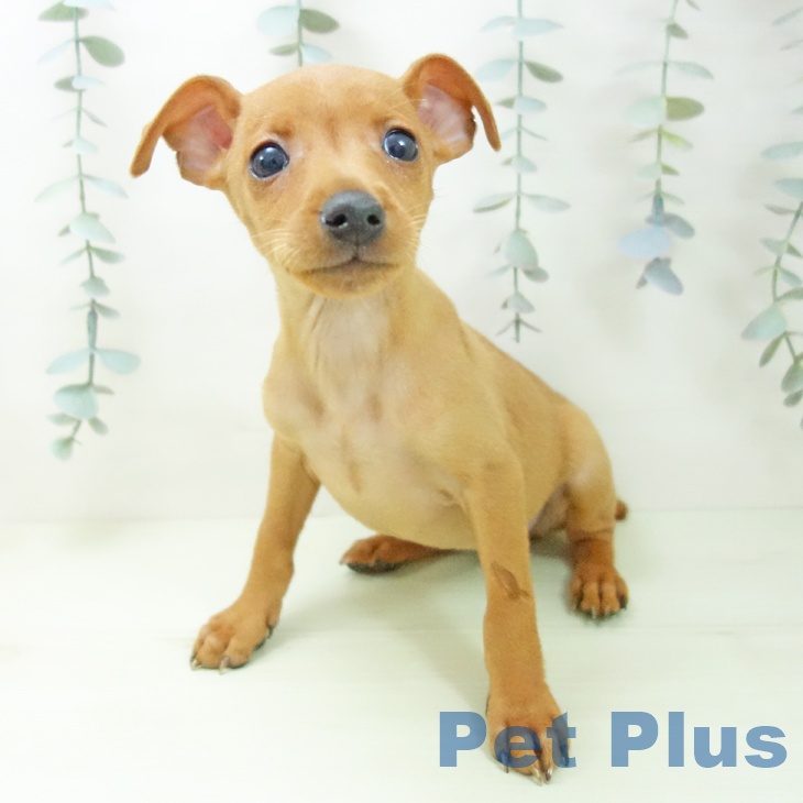 千葉県のミニチュアピンシャー (ペッツワン 千葉ニュータウン店/2026年2月11日生まれ/女の子/レッド)の子犬の2枚目の画像