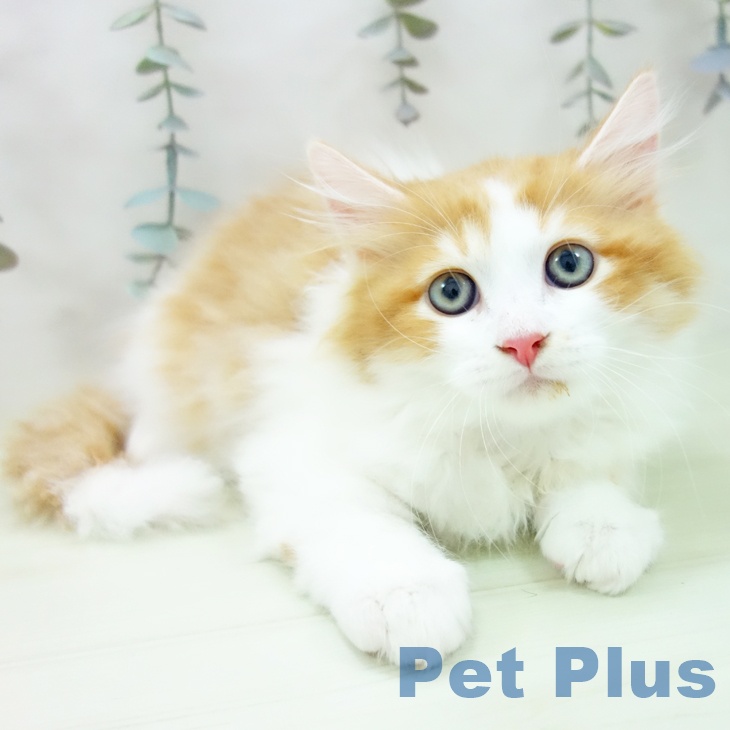 ラガマフィンの写真2