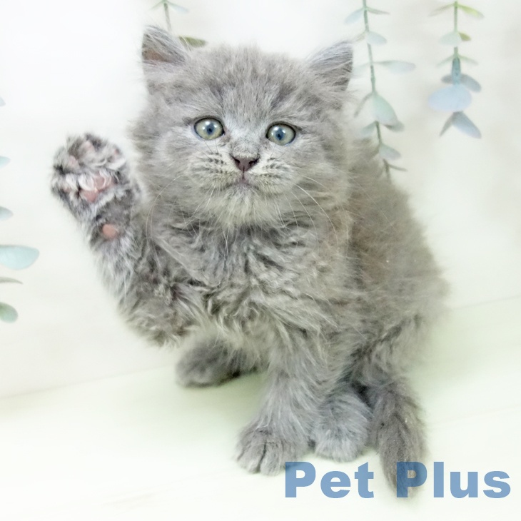 ラガマフィンの写真2