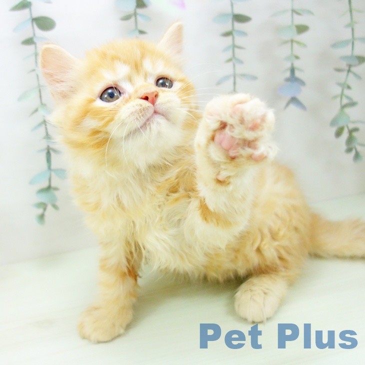 ラガマフィンの写真2